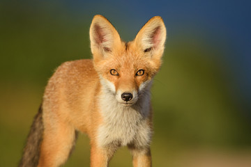 Red Fox in the natural environment