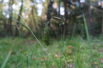 Wald