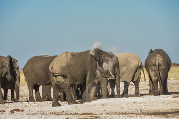 African Elephant Herd at Etosha