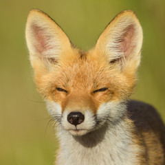 Naklejka na ściany i meble Red Fox in the natural environment