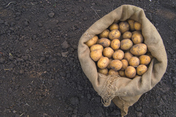 Fresh vegetarian potatoes in jute bag on ground