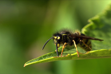 Wasps on leaves