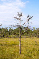 Suche drzewo II © Jacek