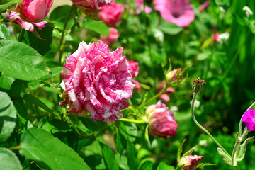 Flowers roses with drops in the garden on a lawn background. A lot of greenery and a flower bed. Landscape design. Nature
