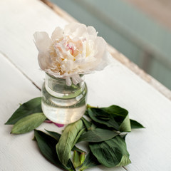 Single peony flower