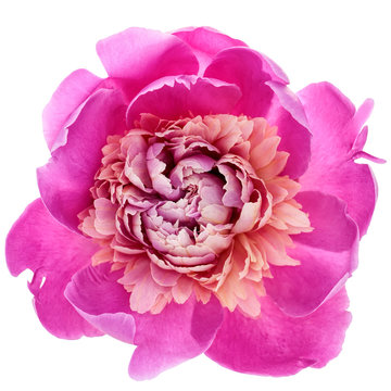 Fototapeta Pink peony flower