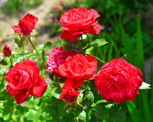 Beautiful bouquet of flowers roses in the garden on a lawn background. A lot of greenery and a flower bed. Landscape design. Nature. Perennial plants