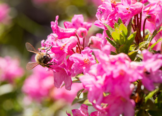 Biene sammelt Nektar an einer Alpenrose  © Oliver