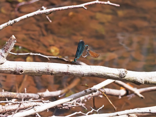 Zwei Blauflügel Prachtlibellen (calopteryx virgo) zeugen Nachwuchs, Paarung