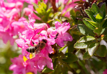 Honigbiene sammelt Nektar auf einer Alpenrose 