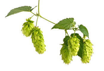 Hop Cones Isolated on the White Background.