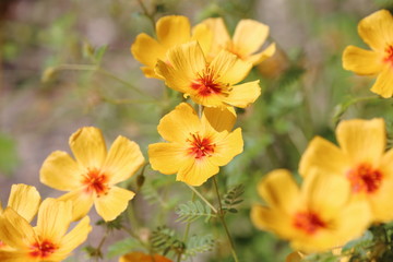 Fototapeta na wymiar wild flowers in desert