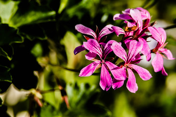 geranium