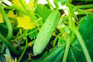 Fresh organic cucumber growing on a bed.