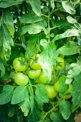 Green unripe tomatoes grow on the bed.