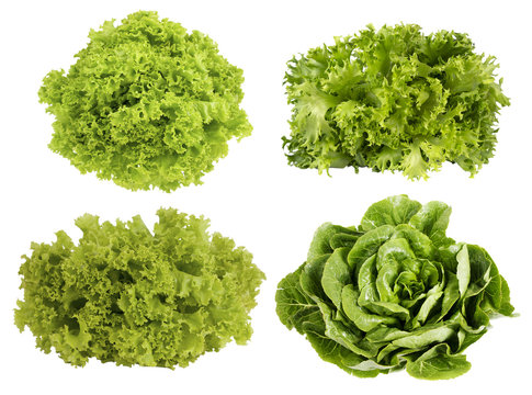 Collage of lettuce. Fresh green lettuce isolated on white background. Set of different foreshortening.