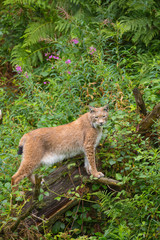 Europäischer Luchs