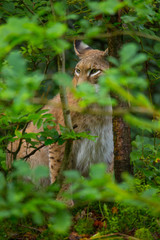 Europäischer Luchs
