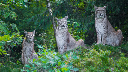 Europäischer Luchs © Alexander von Düren