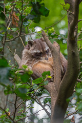 Waschbär im Baum
