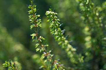 light green evergreen heather