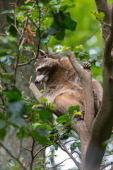 Waschbär im Baum