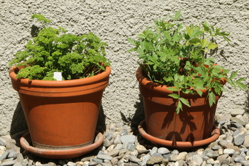 Herbal pots, Kräutertöpfe auf der Terrasse