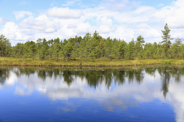 Fototapeta na wymiar Green pine tree forest behind pond in marsh