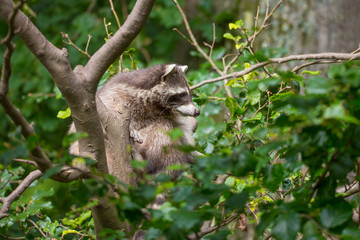 Waschbär im Baum