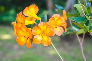 Orange flower in the garden of Doi Tung, Thailand