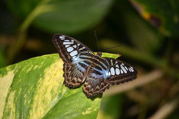 tropische Schmetterlinge