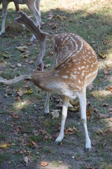 cerf