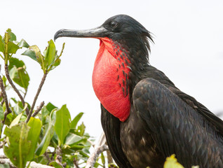 Male frigate bird