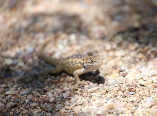lizard