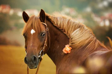 Foto op Aluminium Pferd im Herbst © DoraZett