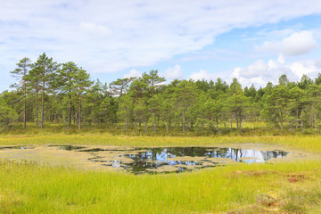 Wet marsh landscape at summer day