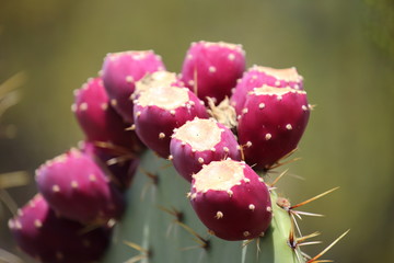 prickly pears