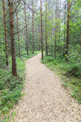 Fototapeta na wymiar Pedestrian walkway through green summer forest