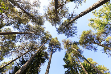 Tall pine tree background viewed from the ground
