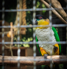 Yellow parrot, caged