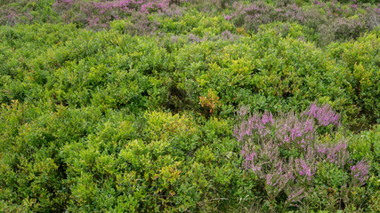 Heidekraut und Blaubeeren