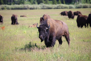 bison herd