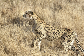 Fototapeta premium Cheetah on the Hunt, Serengeti, Tanzania, Africa