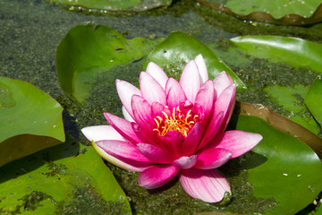 Pink Waterlily among Lily Pads