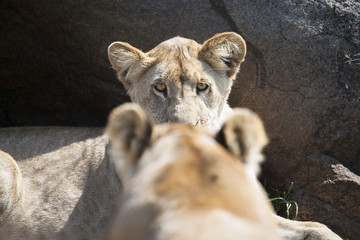 Naklejka premium Lion Staring, Serengeti, Tanzania, Africa