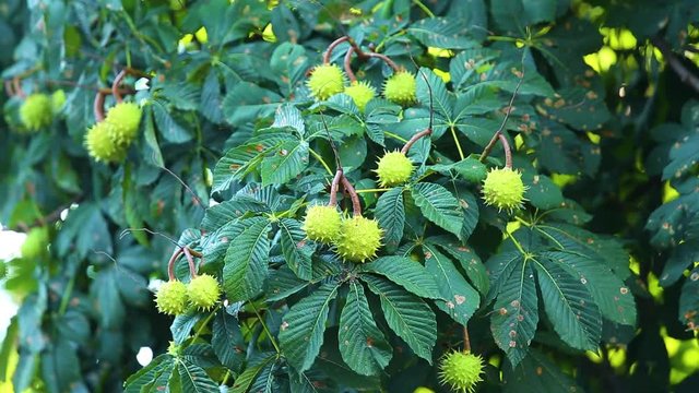 Beautiful natural green background. Closeup of summer foliage of chestnut trees. Real time full hd video footage.