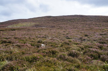paysage écosse spey valley