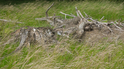 Baumstumpf im Gras