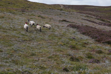 paysage &eacute;cosse spey valley