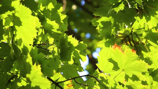 Beautiful shiny natural green background. Blurry fresh summer foliage of maple trees in bright backlight of sunset cozy shining sun. Real time full hd video footage.